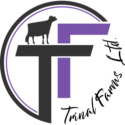 Trinal Holsteins & Arrowhead Dairy